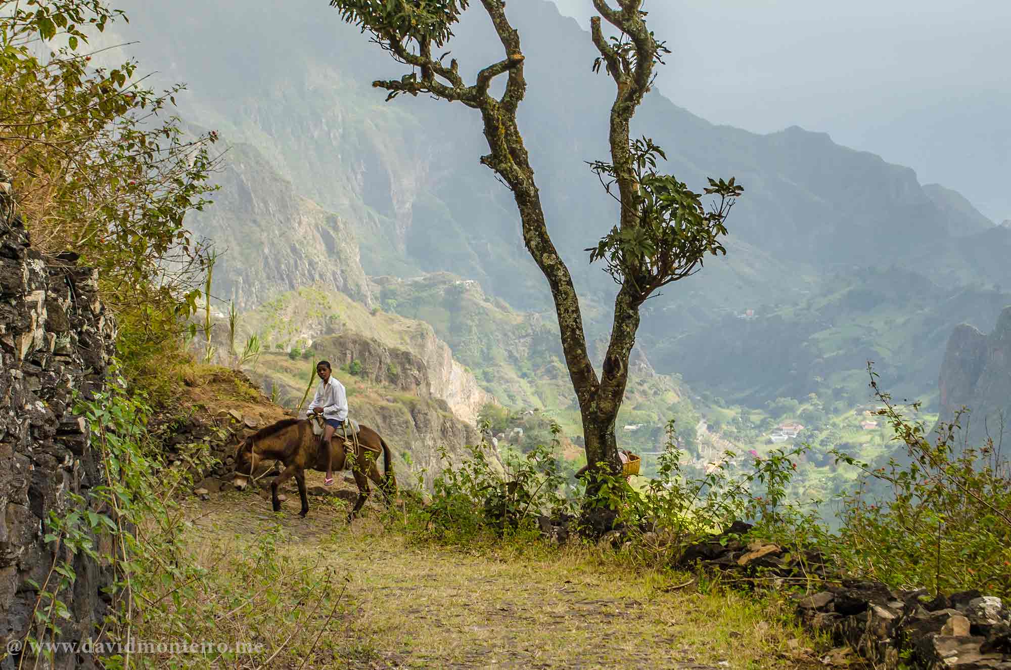 Donkey on the walking trail, Santo Antão, Cape Verde