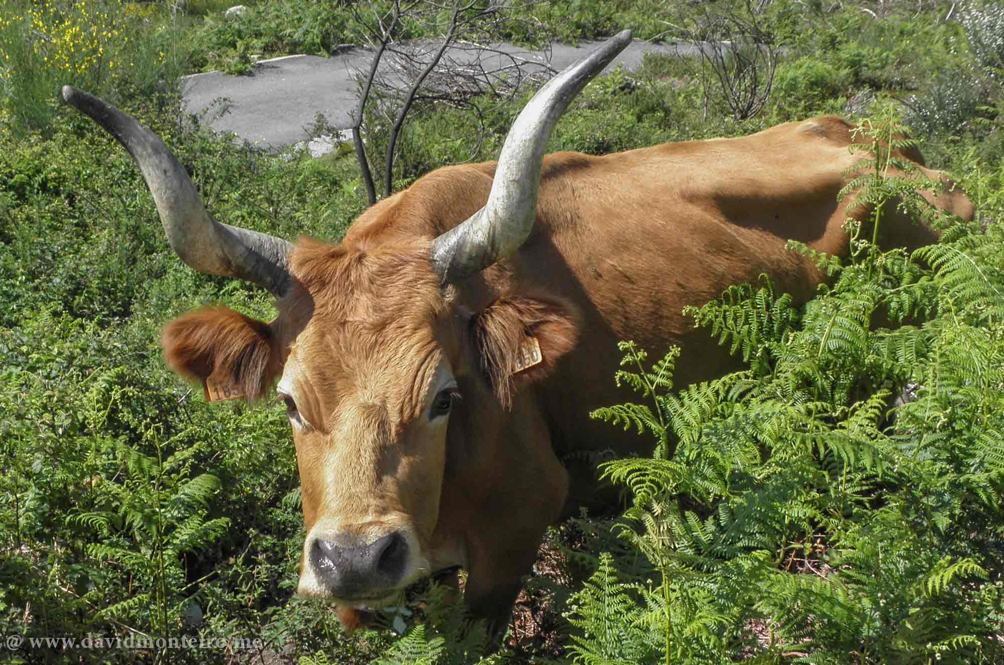 Cachena of the Barrosã familly - at the National Park