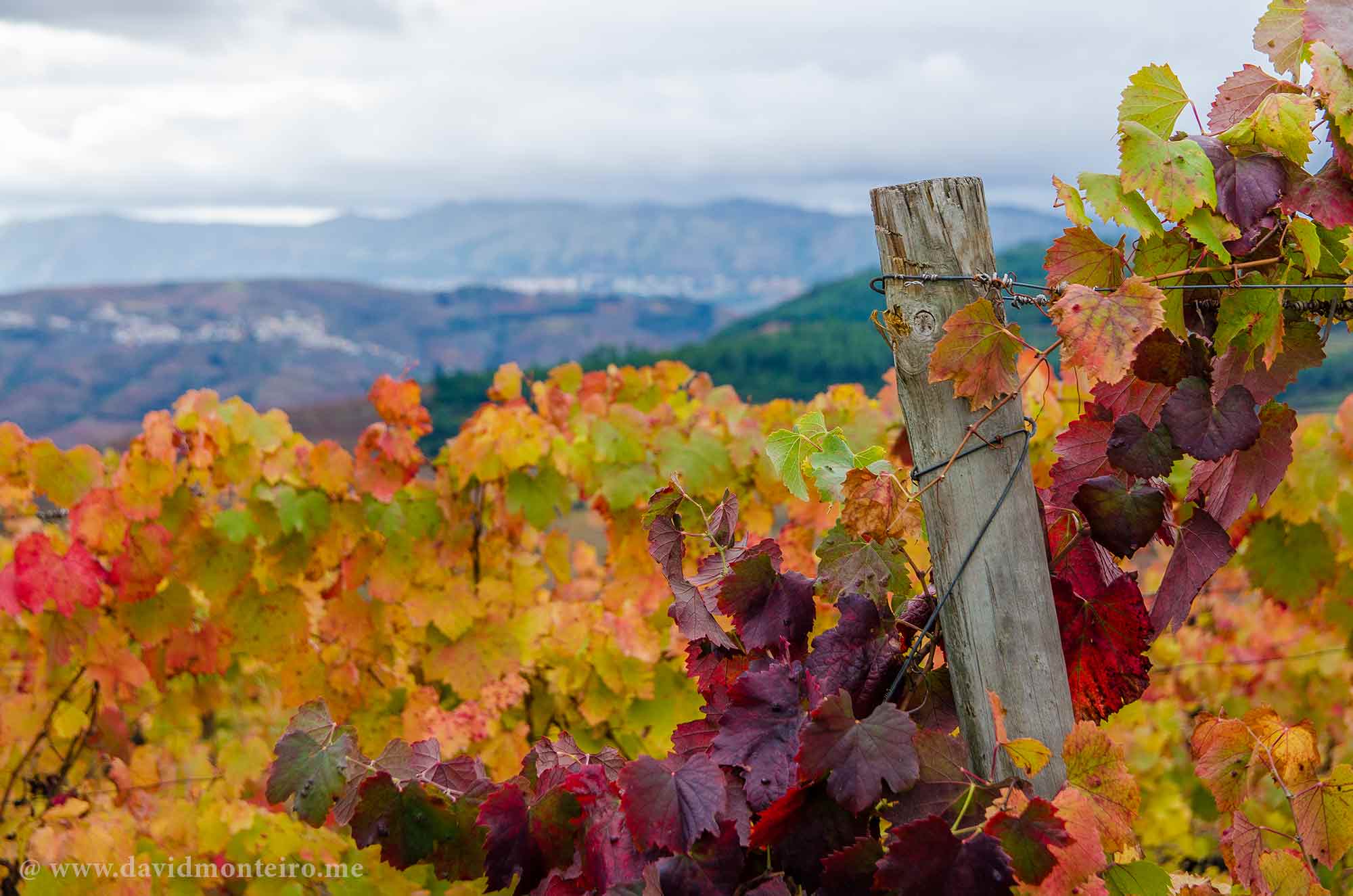 Douro Valley, Portugal, UNESCO Worldwide Heritage