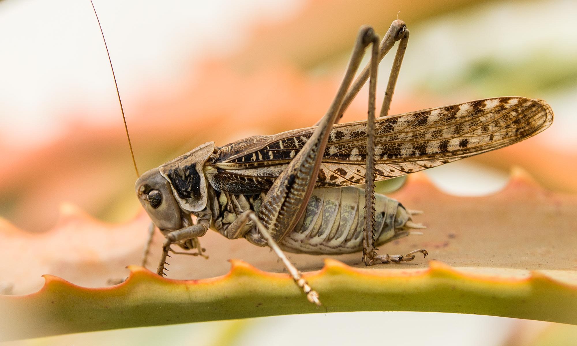 Grassopper at Porto Santo, Madeira, Portugal