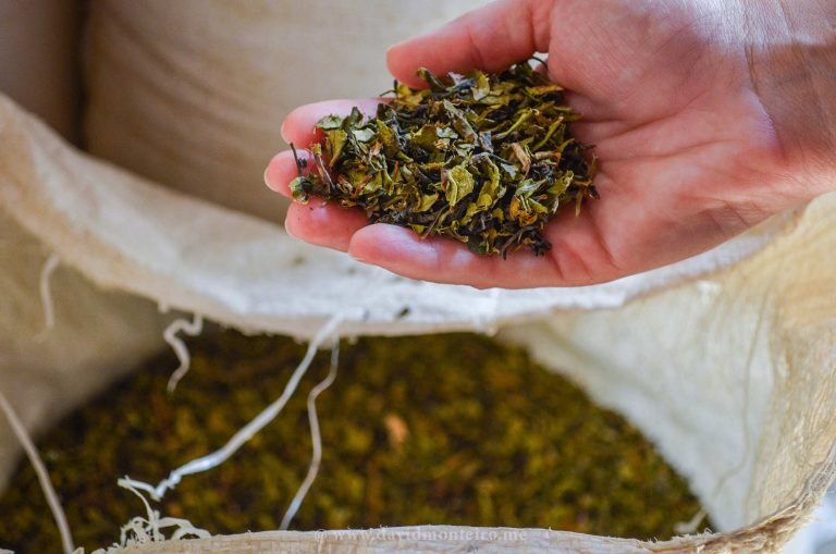 Azorean tea