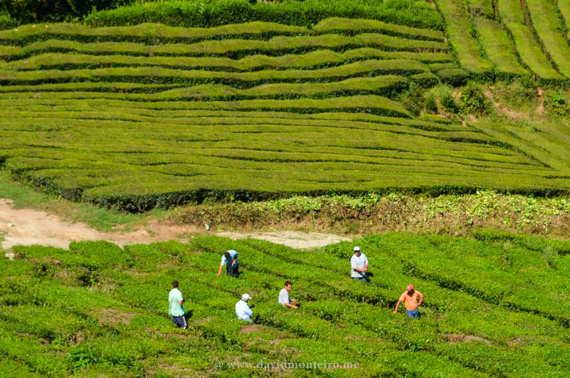 Tea plantation at the Azores