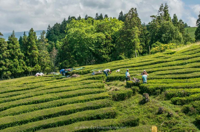 Tea plantation at the Azores