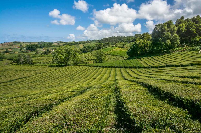 Tea plantation at the Azores