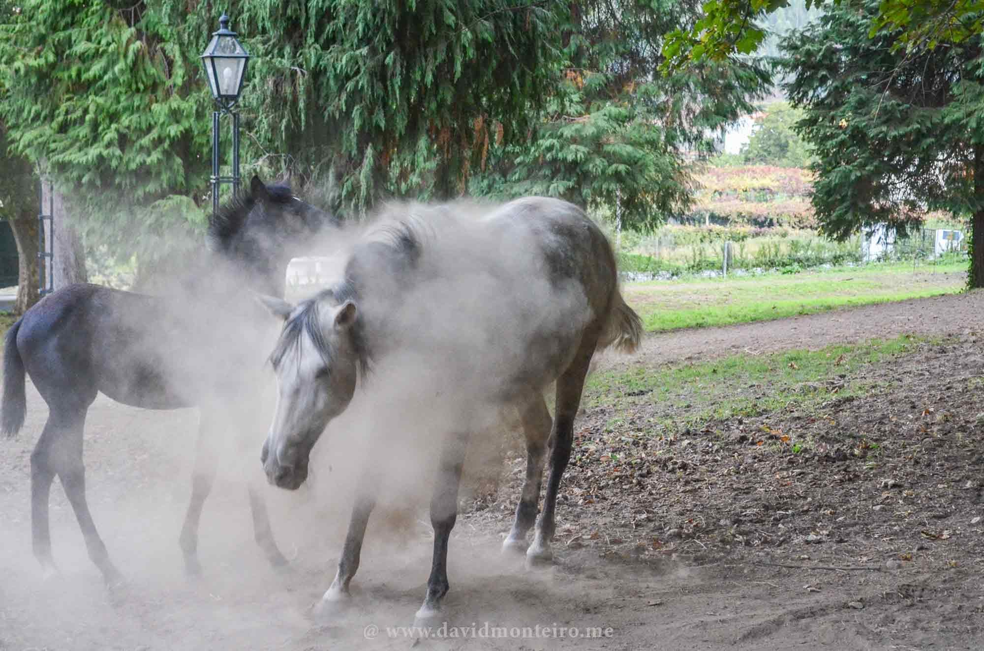 Horses at Paço de Calheiros