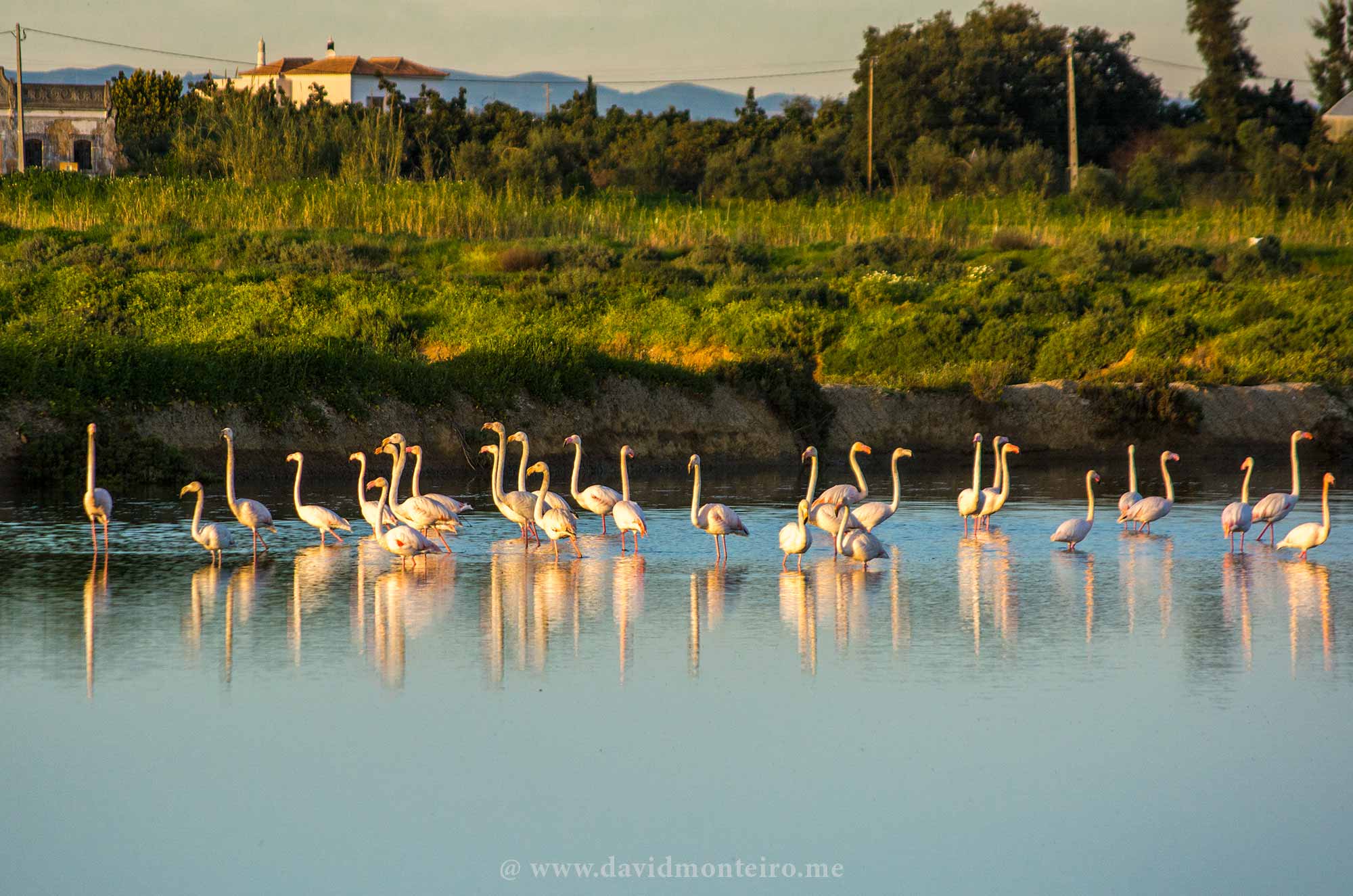 Flamingos at Fuseta, Portugal