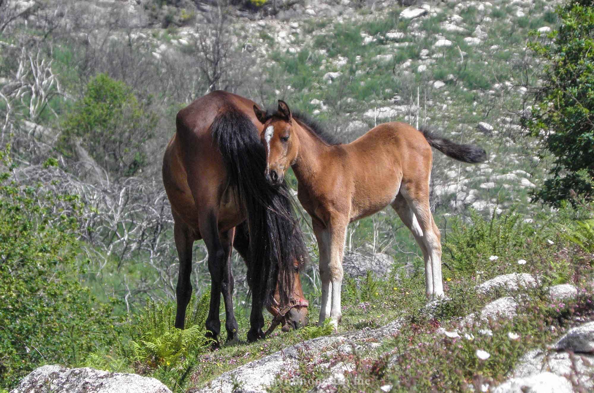 National Park Peneda Geres