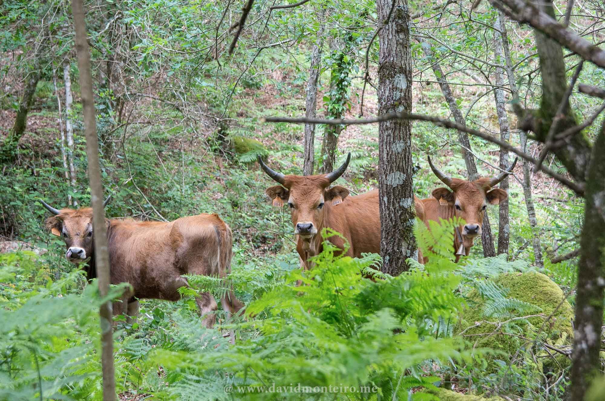 The local bread of cows: the Cachena (Barrosã familly)