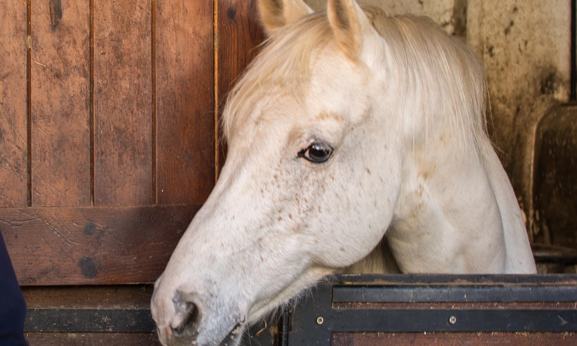 The Lusitano horse at Alter Stud Farm