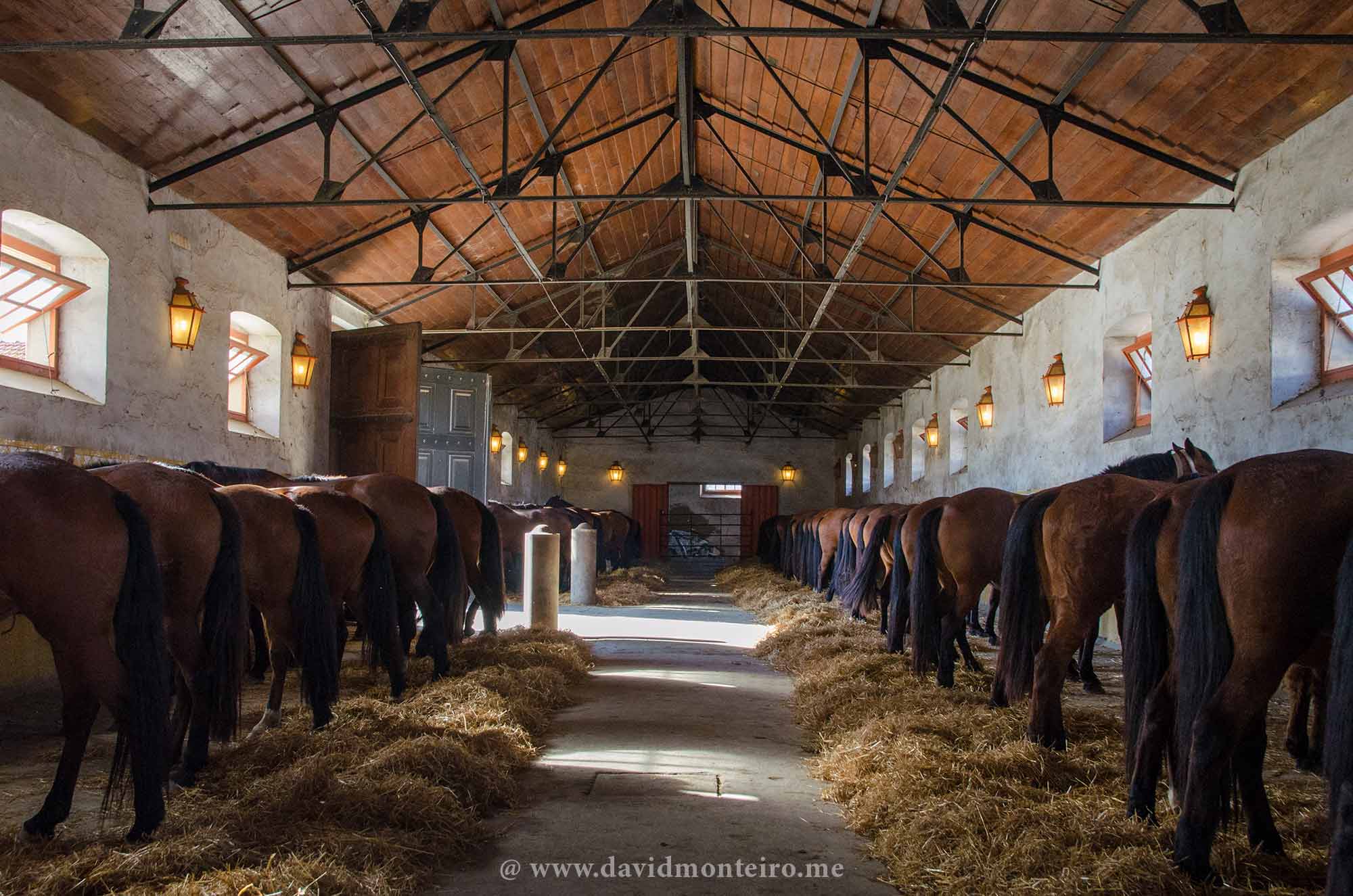 The Lusitano Horse at Alter Stud Farm