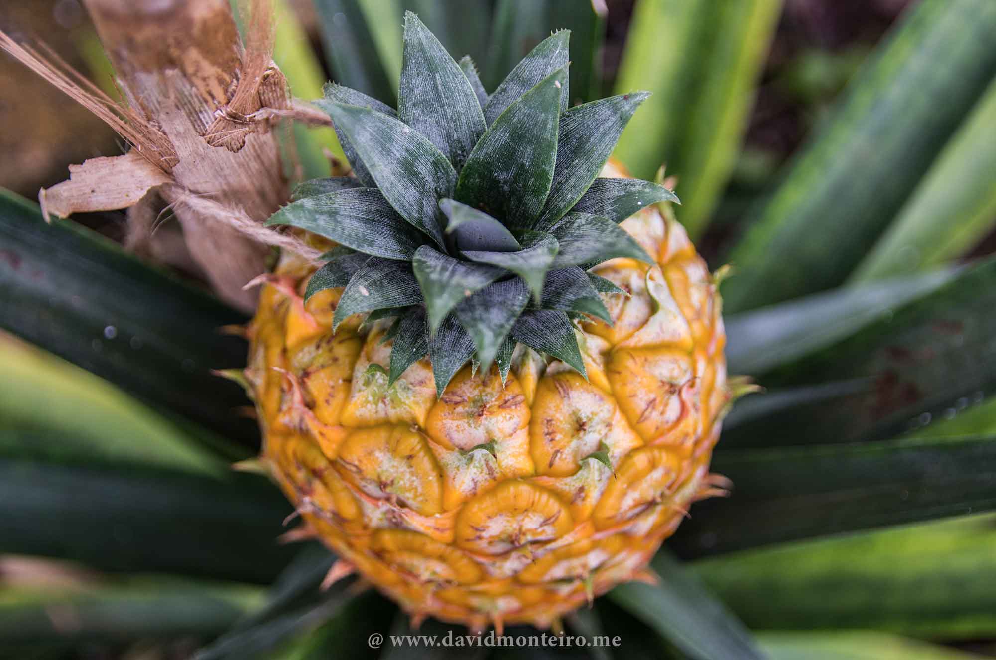 São Miguel Island, Azores, Portugal