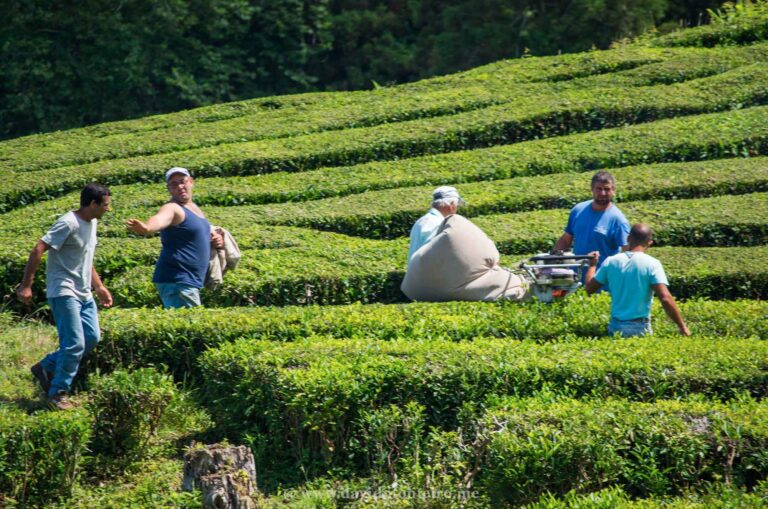 São Miguel Island, Azores, Portugal